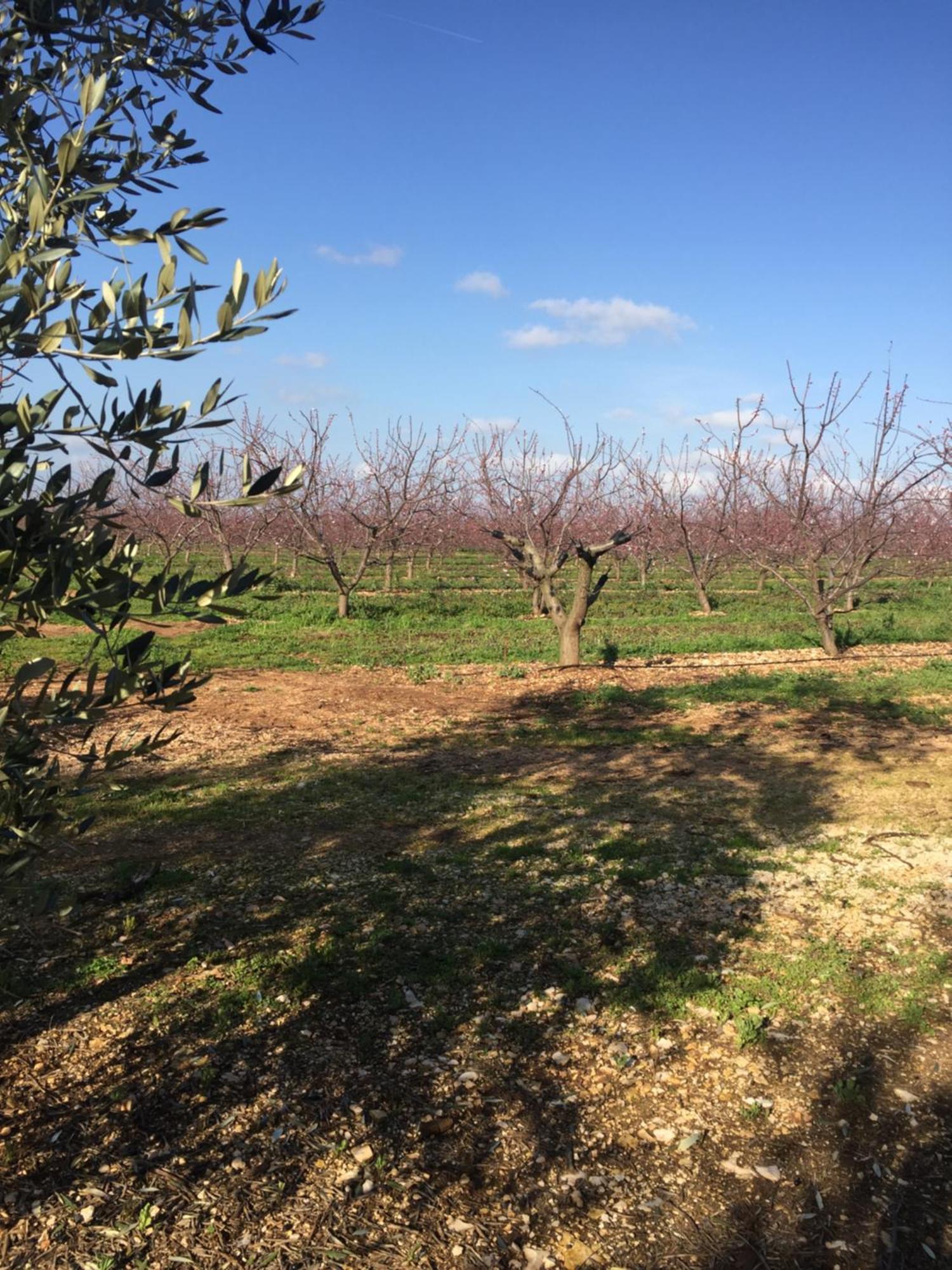 טורי Masseria Gravelle מראה חיצוני תמונה